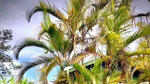 Una casa de llamativos colores amarillo y rojo, rodeada de exuberantes palmeras y un césped verde.