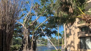 A landscaped area with a fountain, trees, and a building in the background.