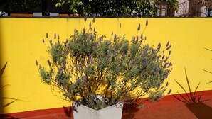 A potted lavender plant in front of a yellow wall. - La Casa del Girasol Residencia Universitaria (Buenos Aires)