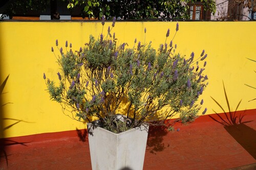La Casa del Girasol Residencia Universitaria