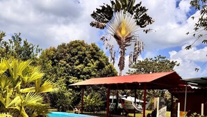 A pool area with a red-roofed pavilion, surrounded by tropical plants and a palm tree. - Habitación 2 (Sierpe)