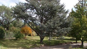En grussti der fører hen til et stort træ i en park.