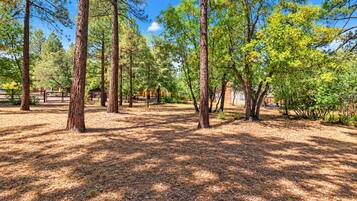 A forested area with tall trees and a clear sky.