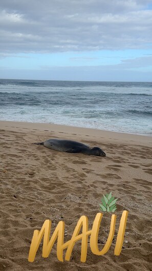 Praia