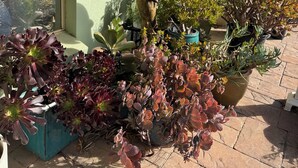 Forskellige potteplanter arrangeret på en patio med fliset gulv, en væg med et vindue og en metalantenne på taget.