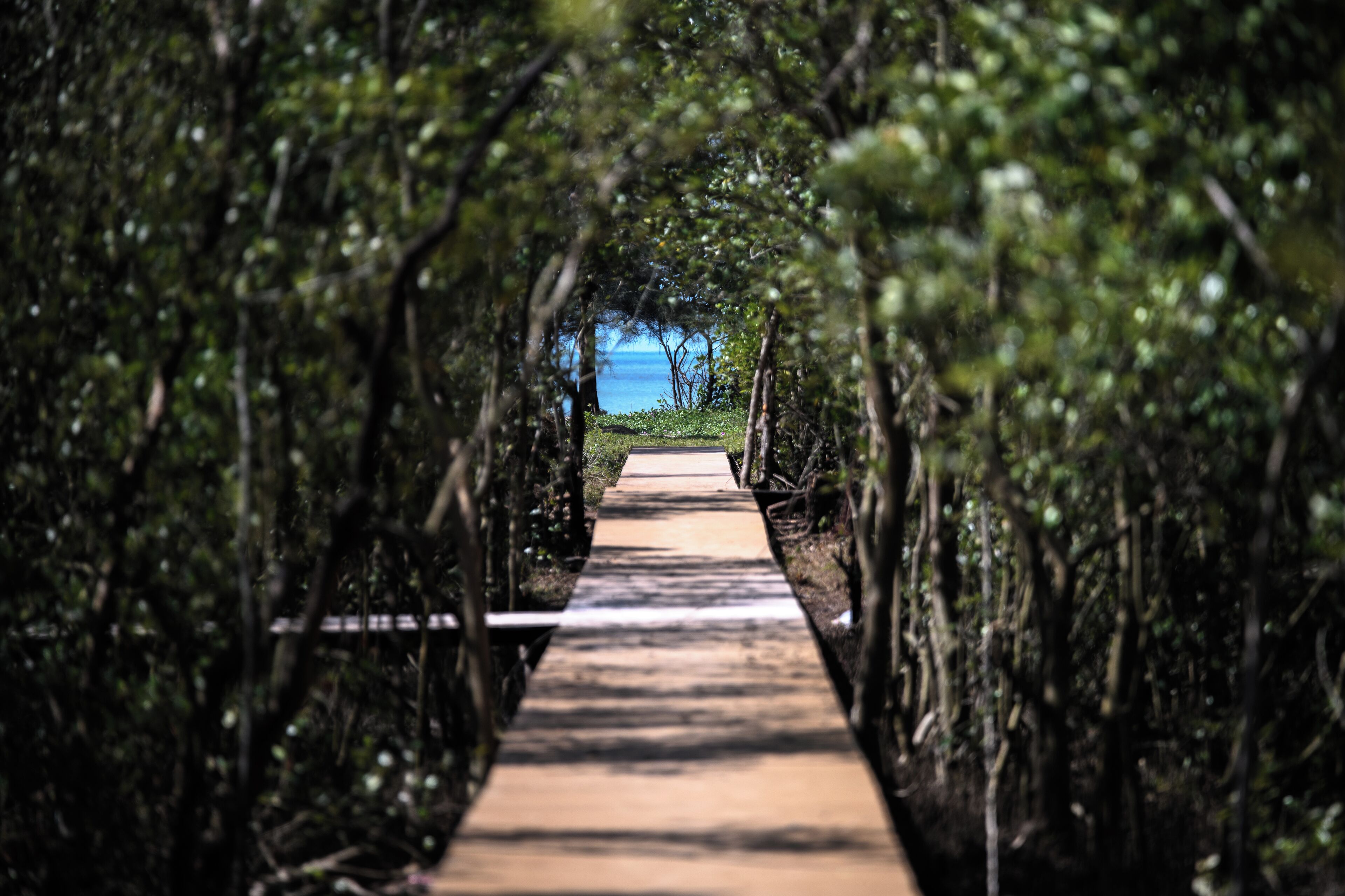 A pathway leading through dense foliage to a beach.