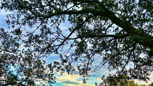 A landscape with a field, trees, and a clear sky.