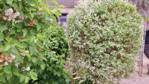 A garden with various shrubs and a building in the background.