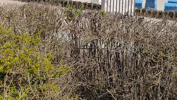 Una playa con una fila de sillas azules, un bote de basura y vista al mar.
