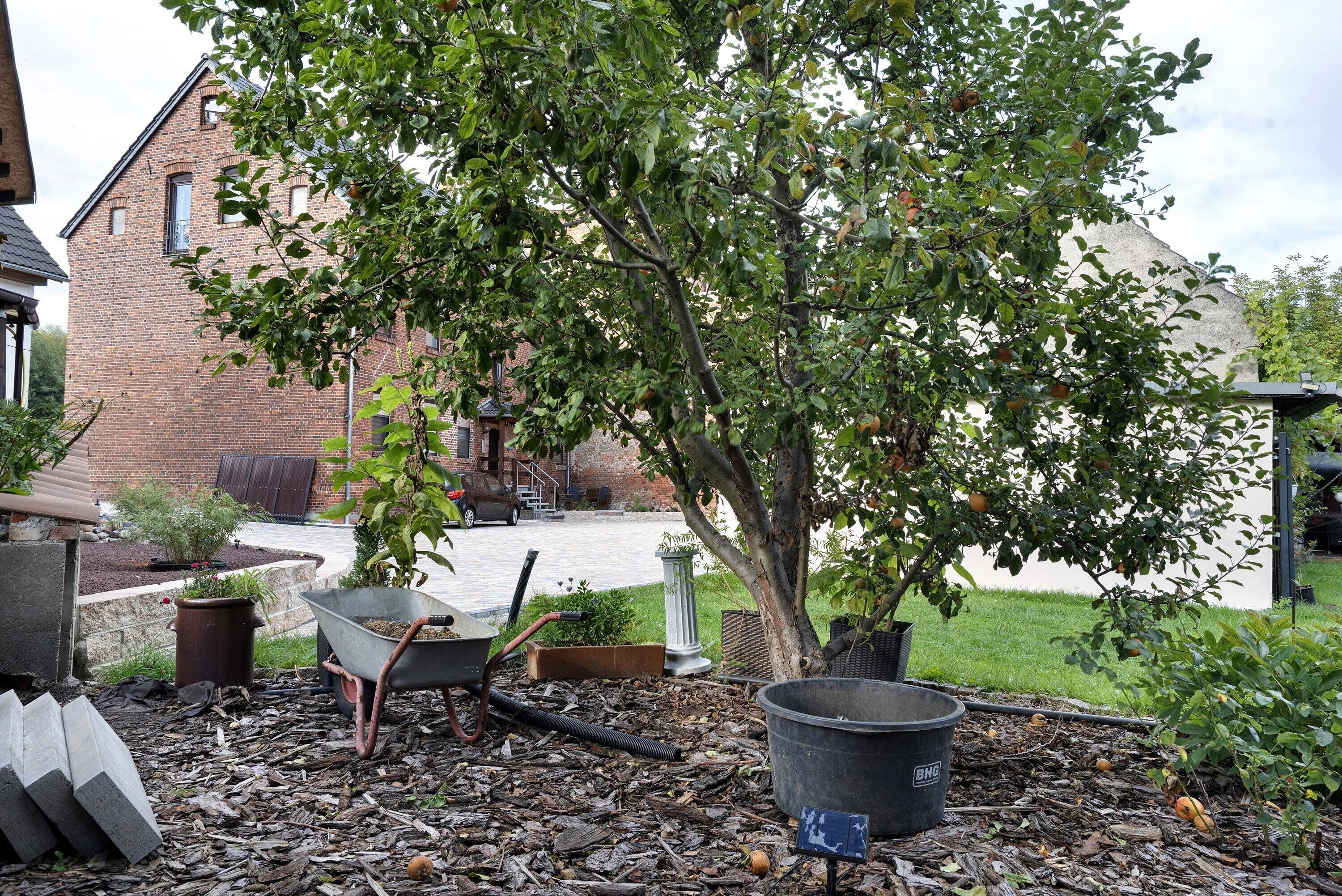 A garden area with a tree, wheelbarrow, and potted plants.