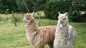 Two llamas standing in a grassy field with trees in the background. - The Lookout - Park Home, Farm Park Stay (Swansea)