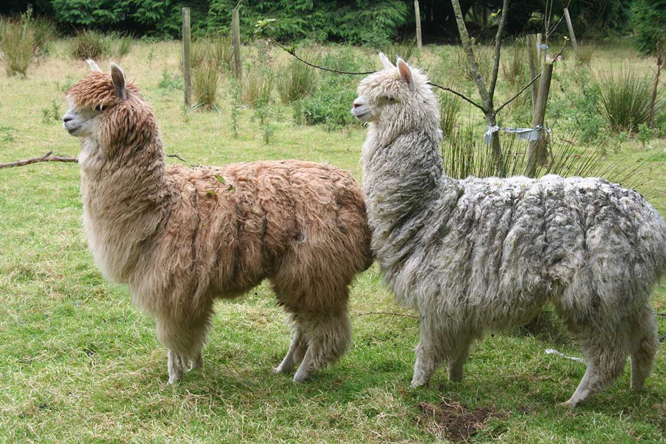 Two llamas standing in a grassy field with trees and a fence in the background.