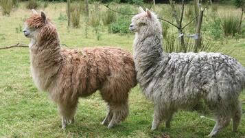 Two llamas standing in a grassy field with trees and a fence in the background.