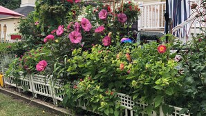 Ein Garten mit verschiedenen Blumen und einem weißen Zierzaun.