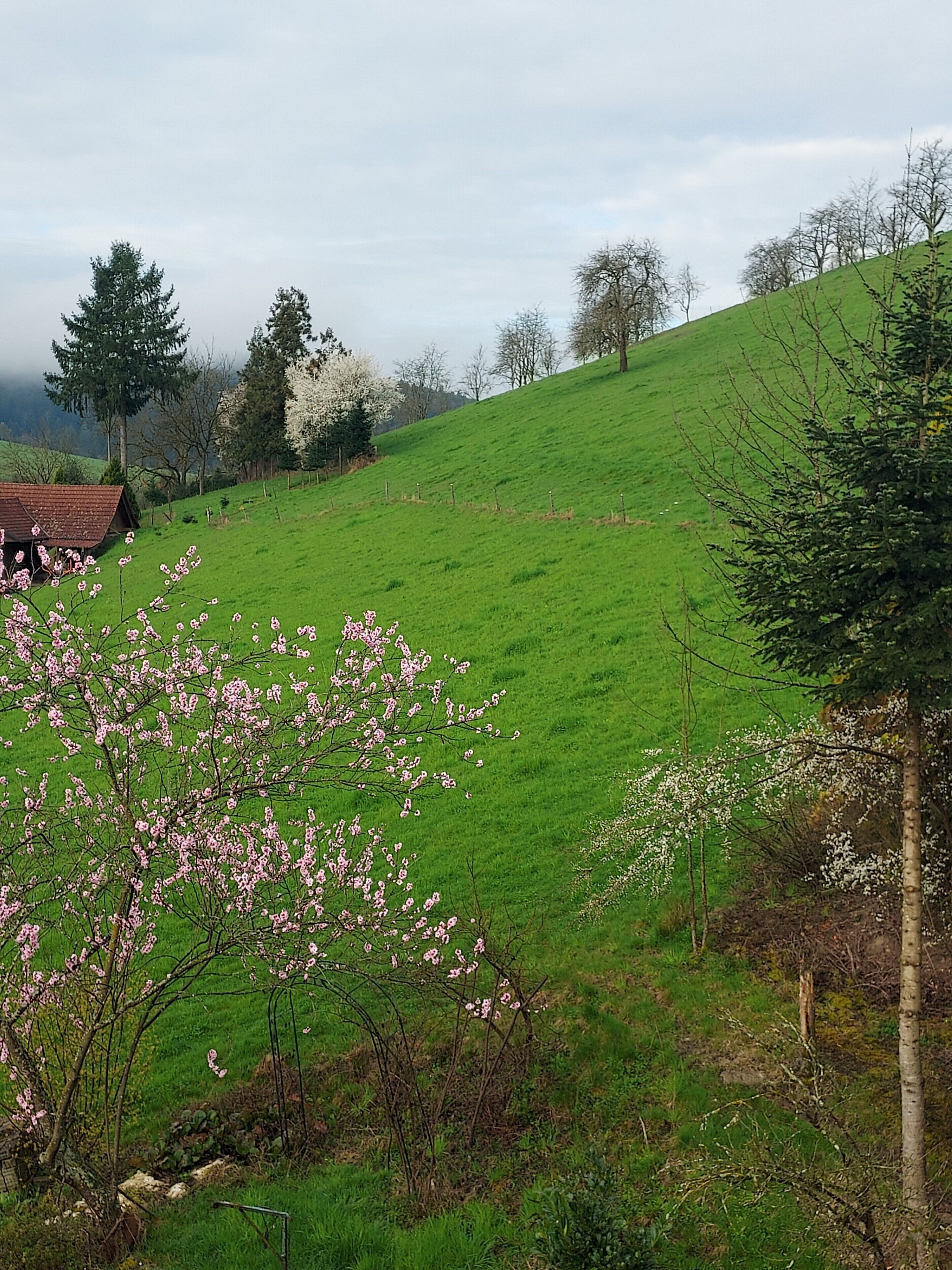 Ländliche Landschaft mit einem grünen Feld, einem Baum mit rosa Blüten und einem entfernten Gebäude.