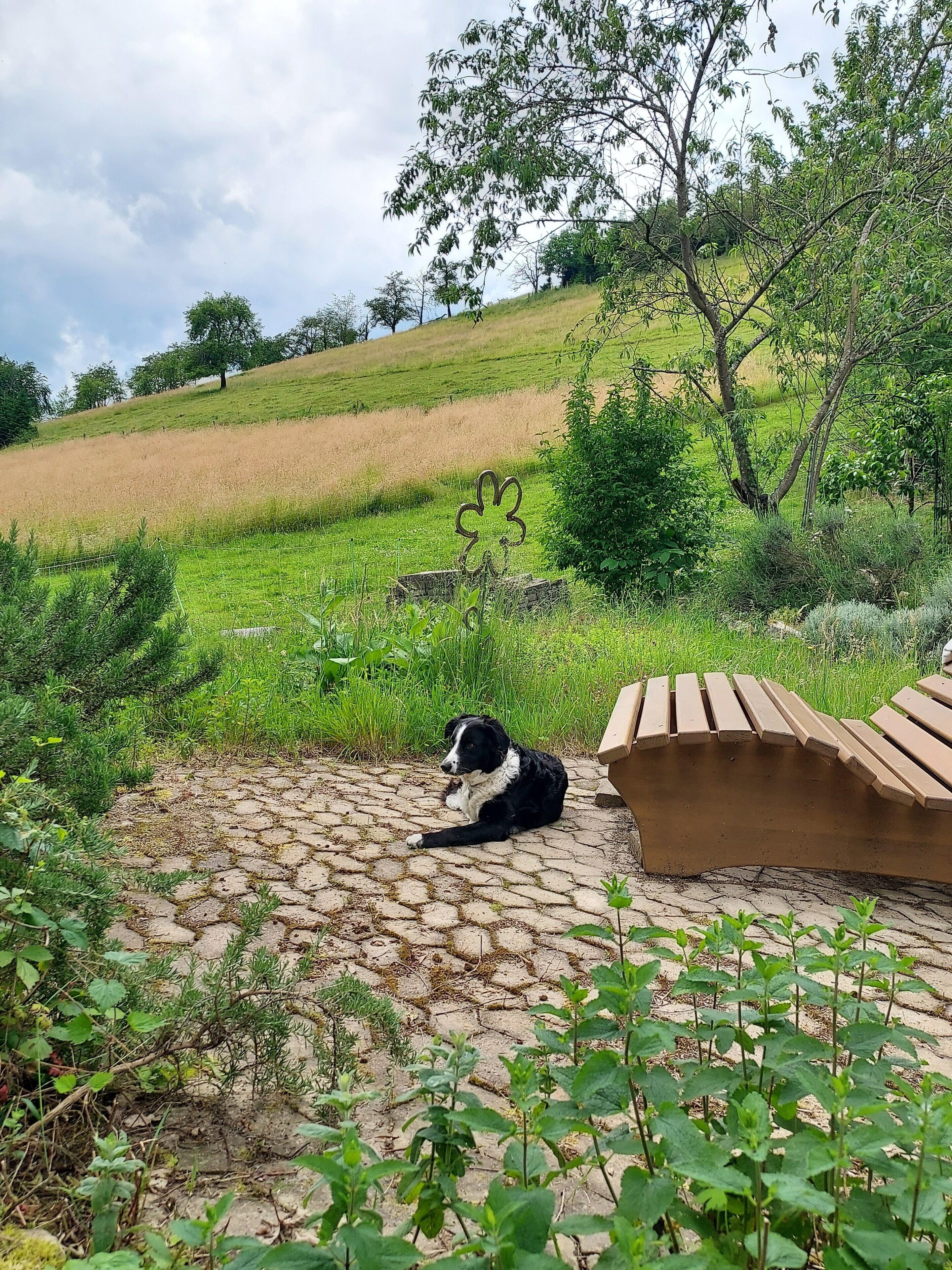 Terrain de l’hébergement 