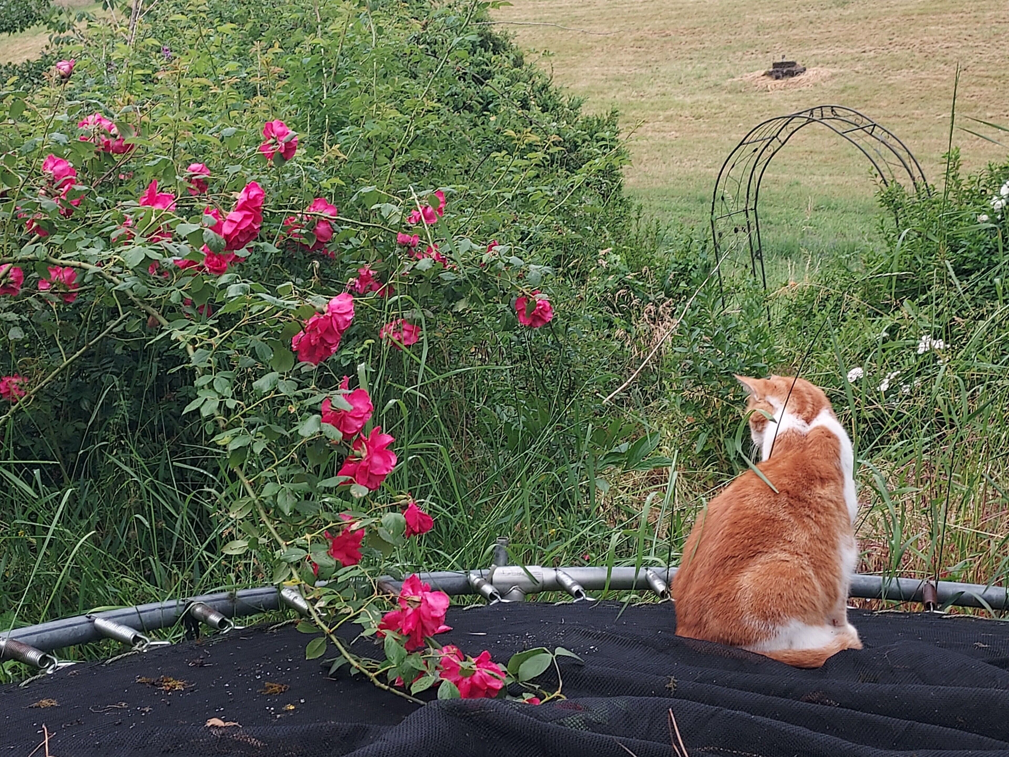 A cat sitting on a black surface with a garden in the background.