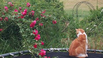 A cat sitting on a black surface with a garden in the background.