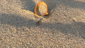 Un coquillage sur une surface sablonneuse.