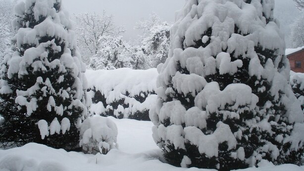 Een besneeerd landschap met sneeuw bedekte bomen en een gebouw op de achtergrond.