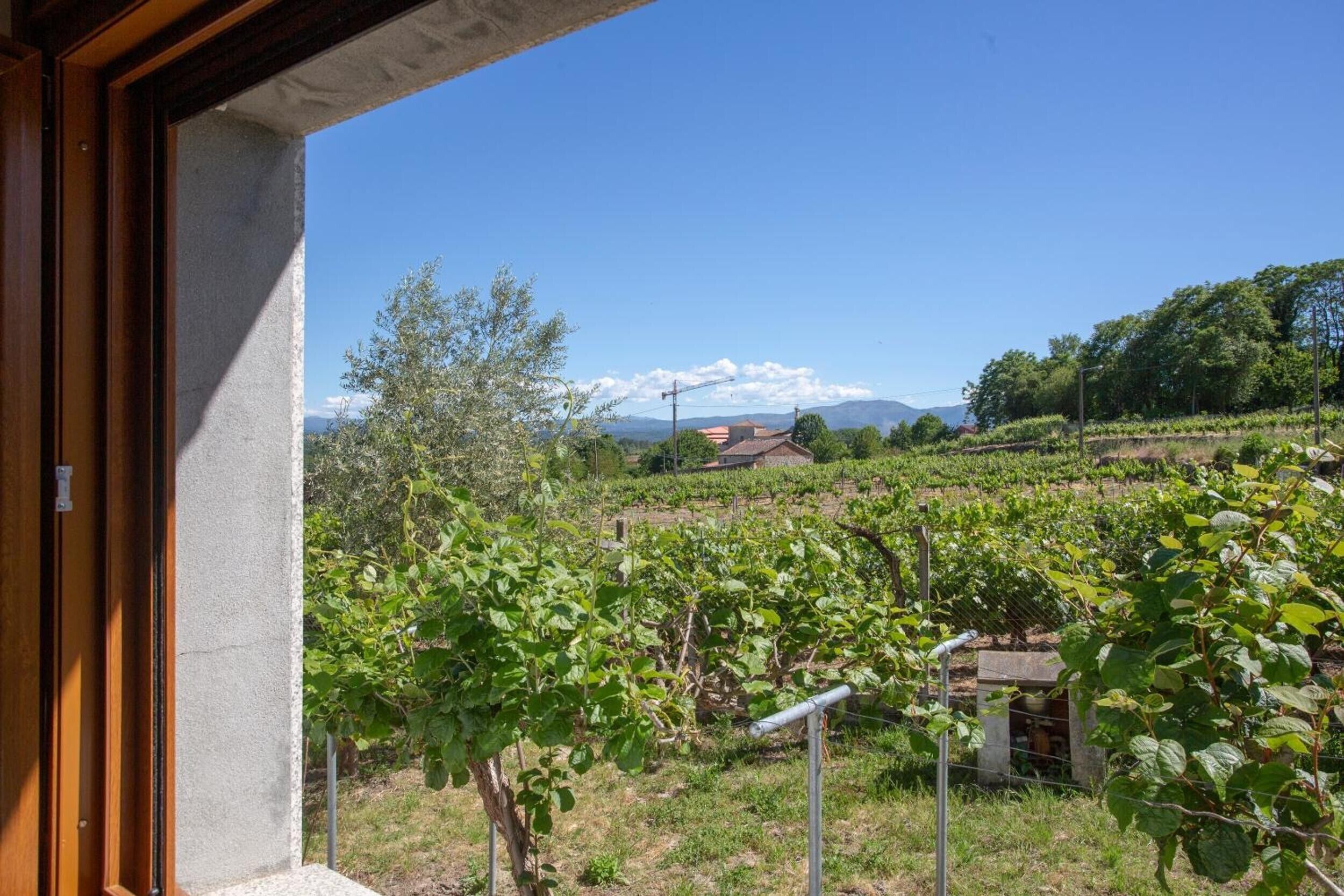 A vineyard with rows of grapevines, a building in the background, and a clear blue sky.