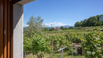 A vineyard with rows of grapevines, a building in the background, and a clear blue sky.