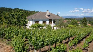 A vineyard with rows of grapevines, a white house with a tiled roof, and a clear blue sky. - Villa with Private Pool, Mountain Views & Wi-Fi in Pantón, Ribeira Sacra (Pantón)