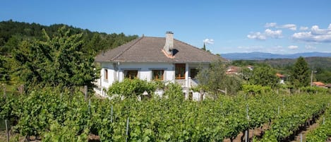 A vineyard with rows of grapevines, a white house with a tiled roof, and a clear blue sky.