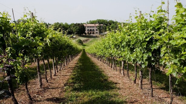 A vineyard with rows of grapevines leading to a large building in the distance. - Villa Marani monte matello (TEOLO)