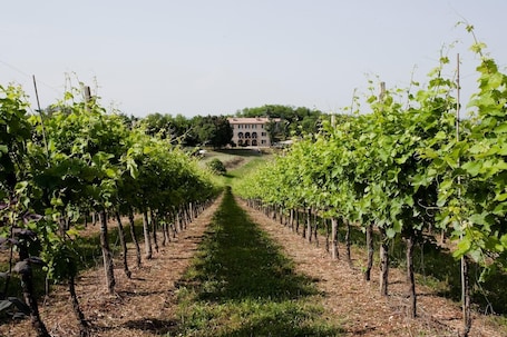 Property grounds. Villa Marani monte matello