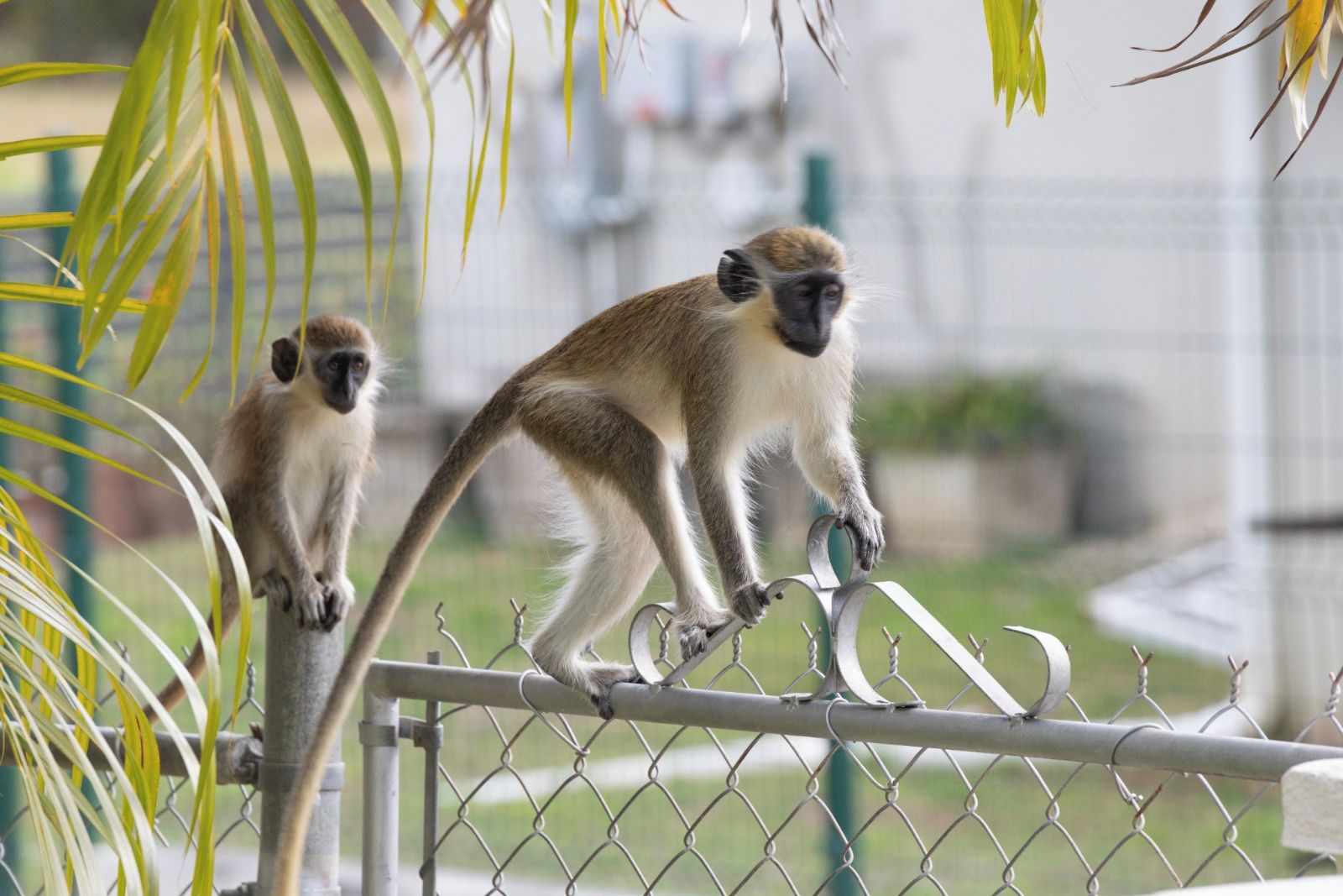 Two monkeys on a metal fence with greenery in the background.