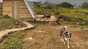 Eine Holzhütte mit geneigtem Dach, ein Feldweg führt davor her und ein Hund im Vordergrund.