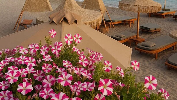 A beachside lounge area with lounge chairs, thatched umbrellas, and a flower planter with pink and white flowers. - Kalamata City Nest Ypapanti Cozy Bright Getaway (Kalamata)