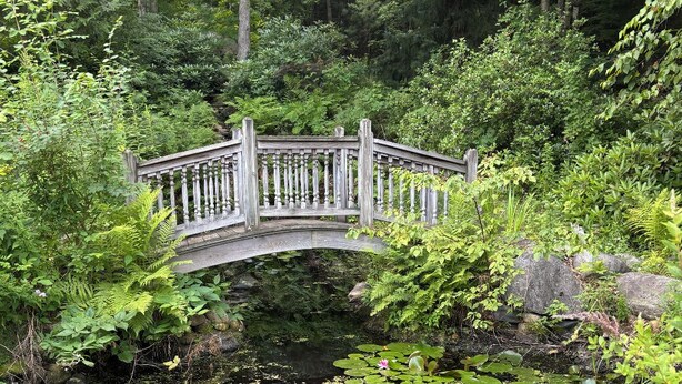 Un puente de madera sobre un estanque pequeño rodeado de exuberante vegetación y diversas plantas.