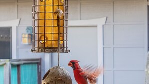 Un comedero para pájaros con un ave posada, una casa pájaro colgante y una puerta al fondo.