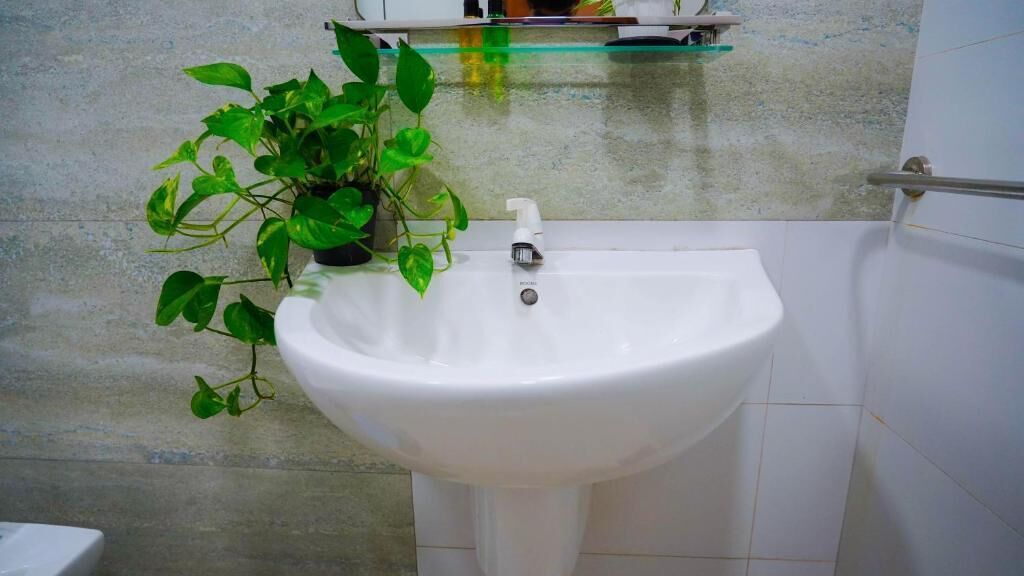 A bathroom with a white sink, a potted plant, and a glass shelf above the sink.