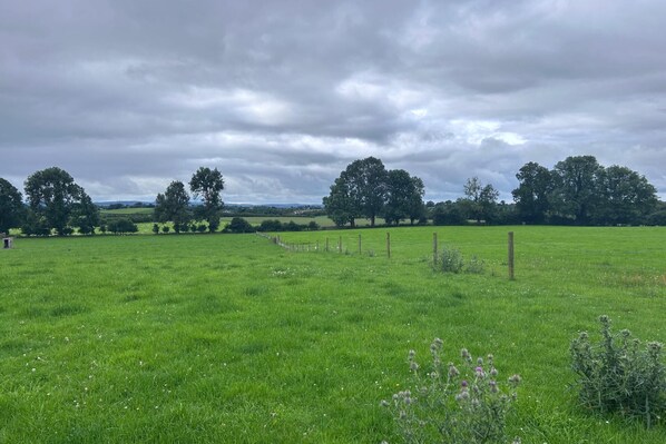 A grassy field with trees and a fence.
