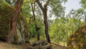Ett rustikt picknickbord i ett skogsområde med stora träd och mossbeklädda stenar.