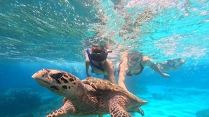 A turtle swimming underwater with two snorkelers following closely behind. - The Gili Menjangan (Pejarakan)