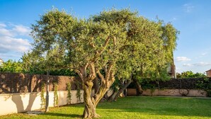 Un árbol en un patio trasero con un césped cuidado y un muro de piedra al fondo.