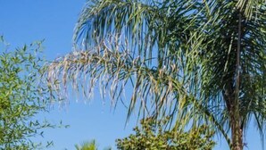 A poolside area with two wicker chairs and a white sofa, surrounded by lush greenery and a palm tree. - Villa CosyFamily-Pool-15MinPlage-Wifi-Family (Pérols)