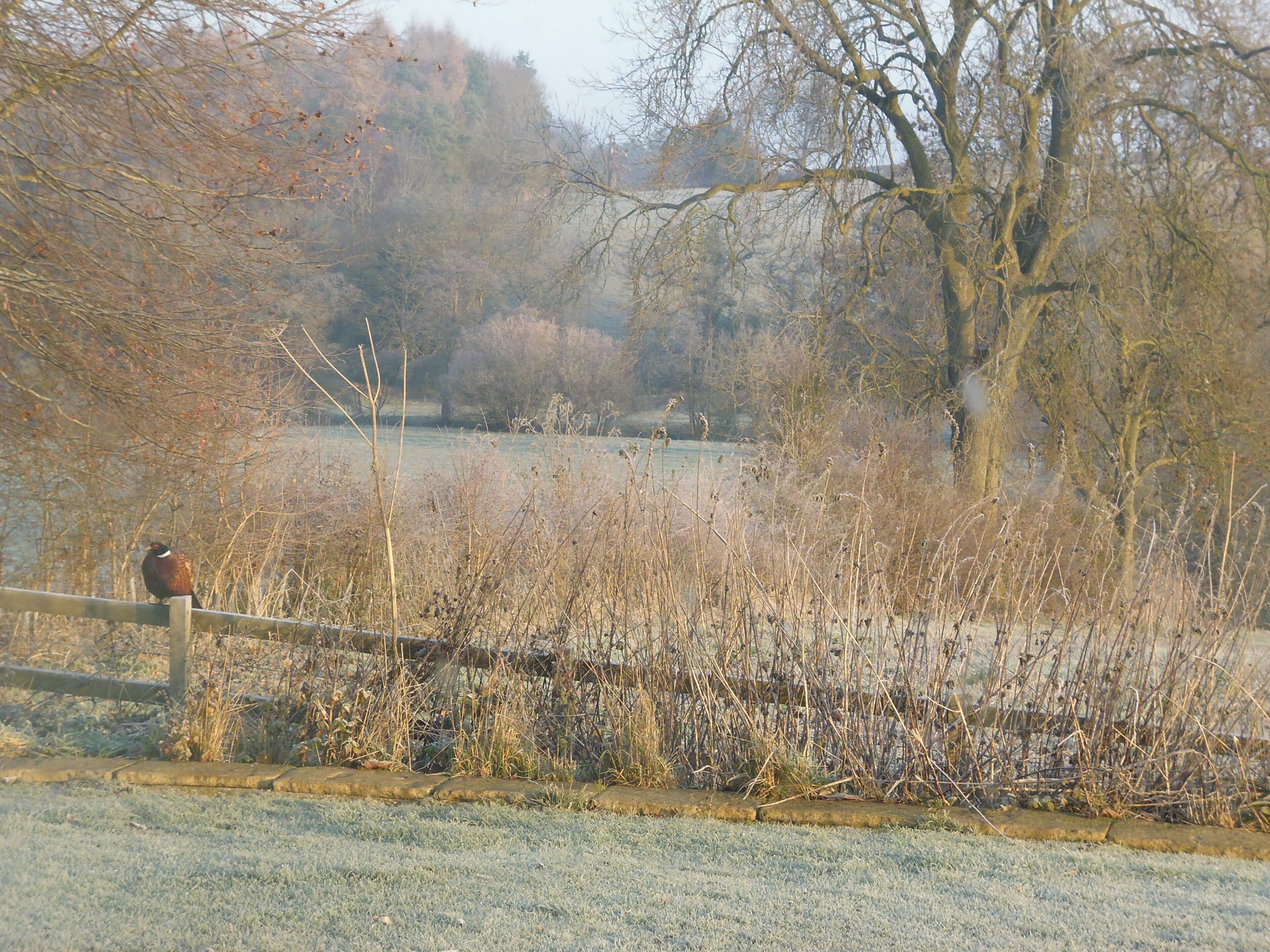 A natural landscape with a body of water, trees, and a wooden fence.
