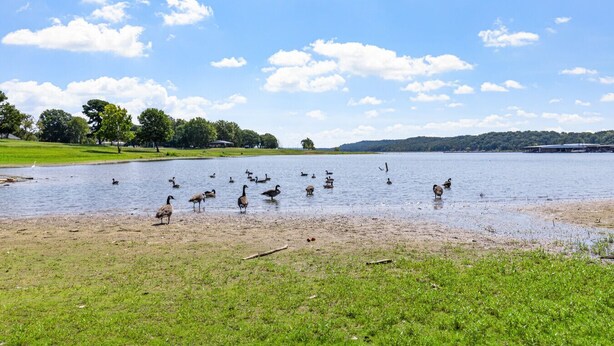 Vista con lago, patos y gansos en la orilla, una zona con césped y árboles al fondo.