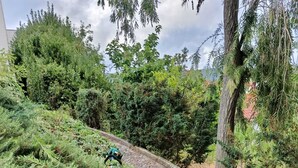 A stone pathway winding through a landscaped area with various shrubs and trees.
