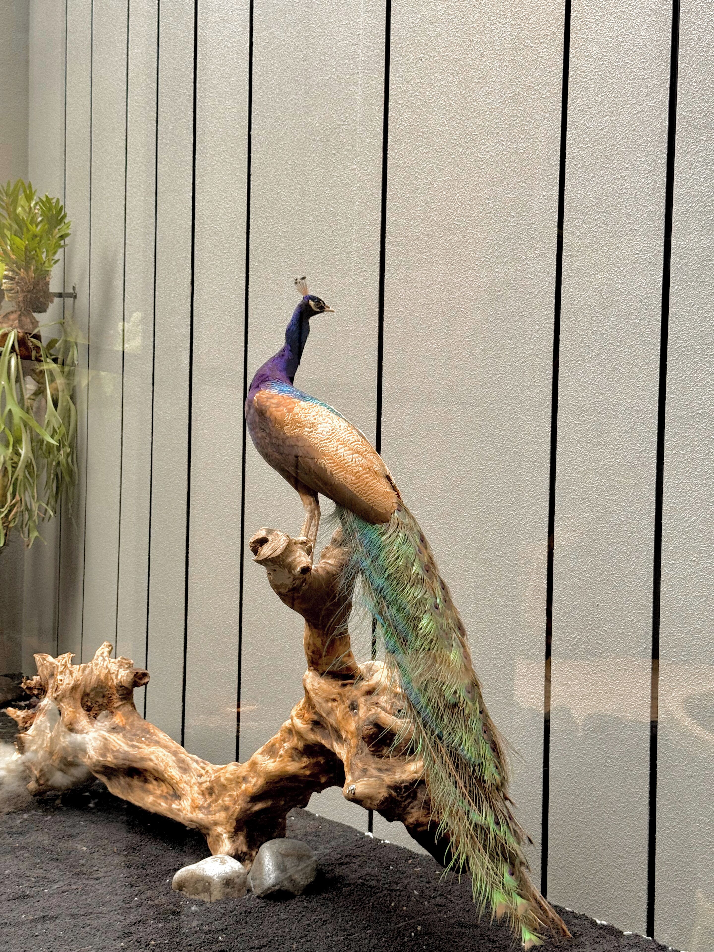 A peacock statue on a wooden structure with a textured wall in the background.