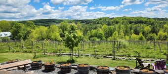 Vineyard Cabin