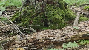 Un tocón cubierto de musgo rodeado de hojas caídas y helechos en un bosque.
