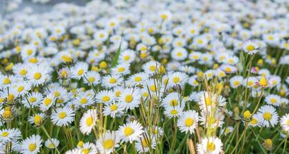 Villa Corte dello Zanchino, surrounded by greenery