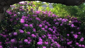Un jardín con un arco de árbol sobre un seto de flores moradas.
