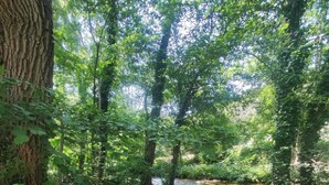 A forested area with a small pond, dense trees, and a grassy foreground.
